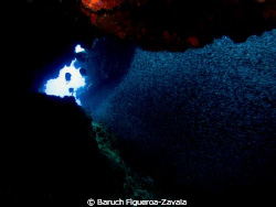 Silversides in a cave, Chinchorro Atoll by Baruch Figueroa-Zavala 